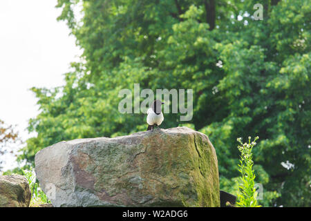 Schöne Eurasischen oder Europäischen magpie, Gemeinsame magpie Vogel hocken auf einem Stein. Stockfoto