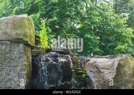 Schöne Eurasischen oder Europäischen magpie, Gemeinsame magpie Vogel hocken auf einem Stein. Stockfoto
