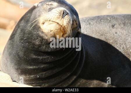 Seelöwe auf den Felsen in La Jolla Kalifornien Stockfoto