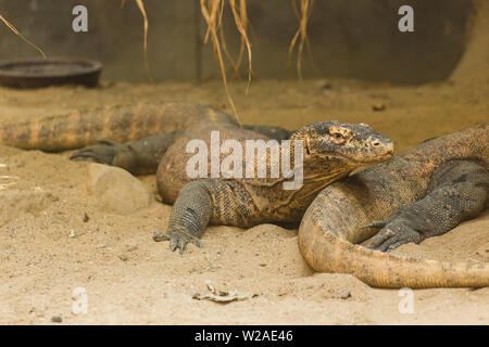 Zwei Eidechsen ruhen auf den Sand und genießen einen warmen Sommertag. Reptilien leben Konzept in einem Zoo und in Gefangenschaft. Konzept der Ältesten Stockfoto