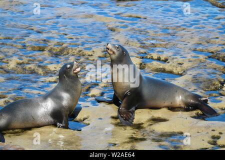 Wild Seelöwen in La Jolla, San Diego, Kalifornien Stockfoto