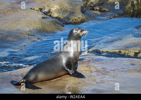 Sea Lion in La Jolla Kalifornien Stockfoto