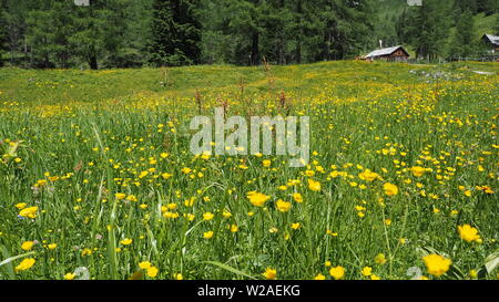 Ranunculus acris - Wiese buttercup, hohen hahnenfuß, gemeinsame Buttercup, riesige Hahnenfuß, Butterblume, Hahnenfuss. Foto im radstaedter Tauern genommen. Stockfoto