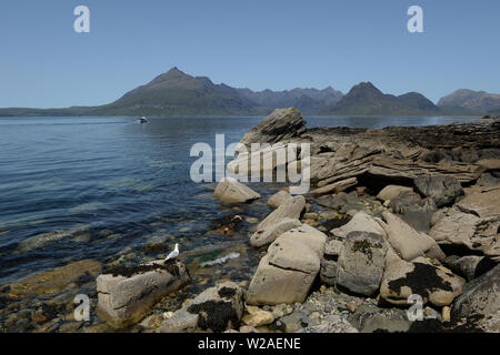 Blick von Elgol auf Loch Skavaig auf die Cuillin Hills. Eine Möwe sitzstangen an den Felsen unterhalb Stockfoto