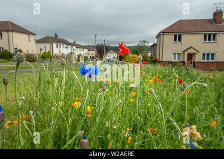 Ziemlich Anzeige eines jährlichen Wild Flower mix zieht Bienen insbesondere in der Mitte der Wohnsiedlung in Skipton, West Yorkshire, UK gepflanzt Stockfoto