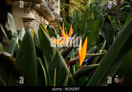 Weiter können Sie nach Lissabon Sintra, das gut für seine berühmten Schloss, Gärten und viel Quinta's ist - beispielsweise "Quinta da Regaleira" bekannt finden Stockfoto