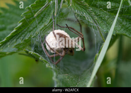 UK Wildlife: Weibliche Baumschule Web spider Schutz ein Ei sac von innerhalb einer Web Stockfoto