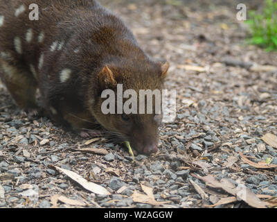 Gefleckte tailed quoll Stockfoto