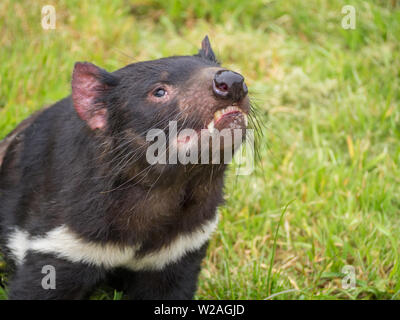 Kopf hoch, Tasmanischen Teufel Stockfoto