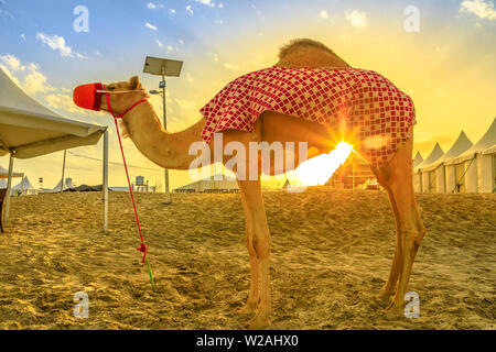 Kamel am Strand von Khor Al Udaid im Persischen Golf, südlichen Katar mit Sonnenuntergang Sonnenstrahlen. Kamelritt ist eine beliebte Tour in Naher Osten, Arabische Halbinsel Stockfoto
