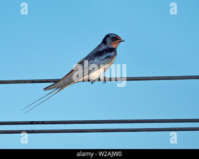 Männliche Rauchschwalbe (Hirundo rustica) über Telefonleitungen, Cambridgeshire, England, UK gehockt Stockfoto