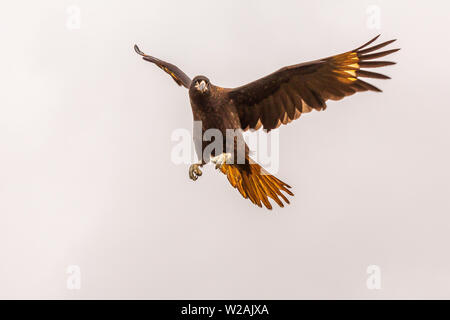 Südlicher Karakara auf West Point Island Falkland Inseln im Flug, Flügel und Schwanz ausgestreckt und Krallen bereit zum Streik Stockfoto