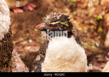 Ein rockhopper Penguin auf den Falklandinseln hat gerade energisch den Kopf und seine crested Federn geschüttelt schauen, wie Sie das Haar gelatiert wurden Stockfoto
