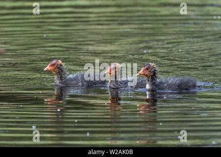 Drei junge EURASISCHEN Blässhuhn (Fulica atra), Suffolk, England, Großbritannien Stockfoto