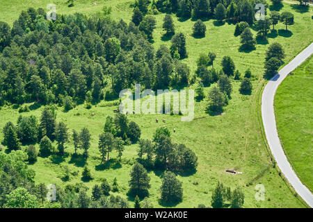 Wald, Wiese, eine Straße und ein paar Kühe. Wie von der Hohen Wand, Österreich gesehen. Stockfoto