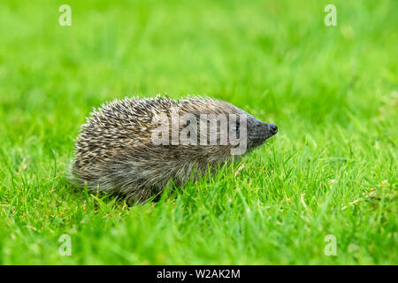 Wilder, einheimischer Igel auf der Suche nach Igelfreunden im Garten. In einem Wildtierhäuschen aufgenommen, um die Gesundheit und die Population dieses rückläufigen Säugetieres zu überwachen Stockfoto