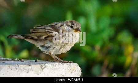 Weiblich Spanisch Sparrow thront auf Marmor Spalte Genovese Park Cadiz Spanien Stockfoto