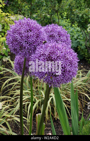 Lila Allium Giganteum Blumen, Sommer, England, Großbritannien Stockfoto