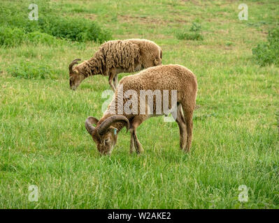 Zwei Soay-schafe als Schafe, eine seltene Rasse der Schafe (Ovis aries) mit Hörnern und Braun woolly Vliese Beweidung in Gras Feld in Cambridgeshire, Großbritannien Stockfoto