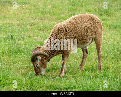 Soay-schafe als Schafe, eine seltene Rasse der Schafe (Ovis aries) mit Hörnern und Braun wolliges Fell Beweidung in Gras Feld in Cambridgeshire, Großbritannien Stockfoto