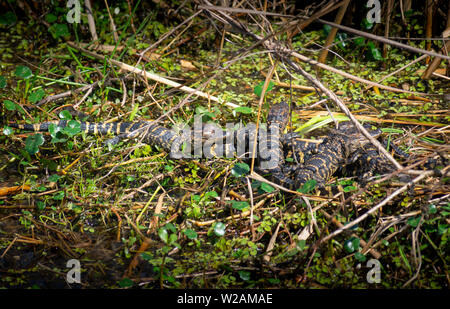 Little Baby Krokodil im Wasser Stockfoto