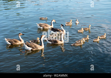 Swan Gänse Anser cygnoides in Heidelberg in der Nähe der Neckarwiese in Deutschland Stockfoto