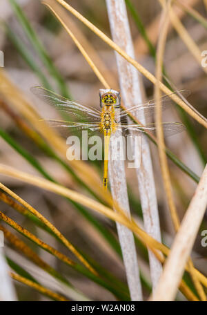 Libelle Sympetrum fonscolombii Stockfoto