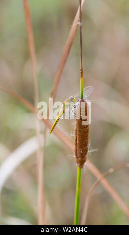 Libelle Sympetrum fonscolombii Stockfoto