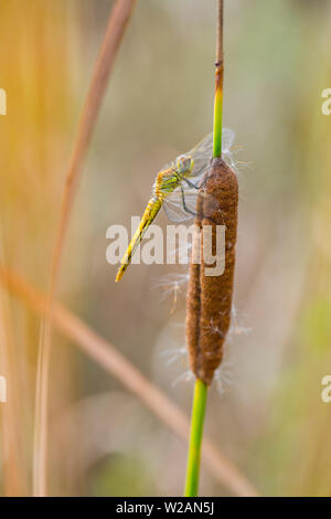 Libelle Sympetrum fonscolombii Stockfoto