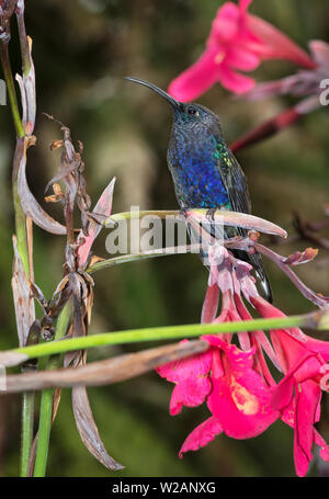 Violett sabrewing (Campylopterus hemileucurus), Alajuela, Costa Rica Stockfoto