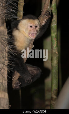 Weiße Leitung Kapuziner Affen an der Manuel Antonio National Park, Costa Rica Stockfoto