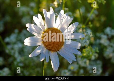 Gänseblümchen auf einer Wiese leuchtet durch Sonnenlicht. Sommer Hintergrund. Stockfoto