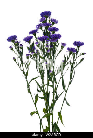 Seitenansicht Zweige frische blaue Blüten, auf weißem Hintergrund. Stockfoto