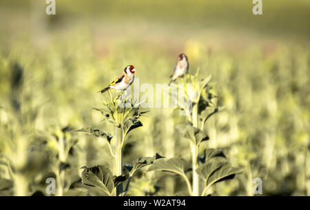 Schöne Paar der Europäischen Stieglitz (Carduelis carduelis) in eine Sonnenblume mit unscharfen und neutralen Hintergrund mit kopieren. Stockfoto