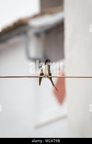 Schöne Rauchschwalbe (Hirundo rustica) Reinigung Gefieder thront auf einem Kabel in der Straße, blur Hintergrund mit weißen Häuser der Stadt. Stockfoto