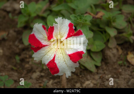 Petunia Bi-Color Blume Stockfoto