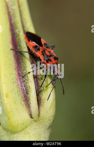 Corizus hyoscyami Bug (Zimt) auf einem geschlossenen Goatsbeard (Tragopogon pratensis) Blütenstand Stockfoto