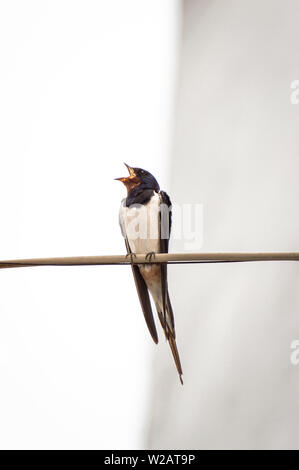 Schöne Rauchschwalbe (Hirundo rustica) thront zwitschern in einem Kabel in der Straße. Große Schlucken mit Schnabel öffnen, weisser Hintergrund und Kopieren. Stockfoto