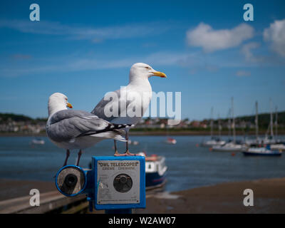 Conwy, Wales, Großbritannien - ein paar Möwen stehen auf einem Teleskop in Conwy Hafen. Stockfoto