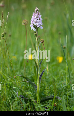 Heide Orchid (Dactylorhiza maculata) Blüte entdeckt Stockfoto