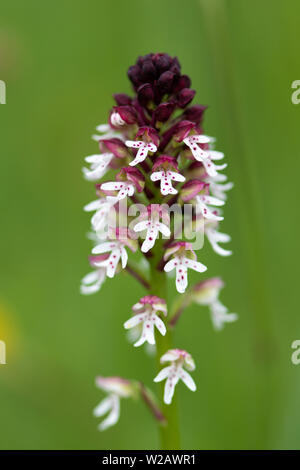 Gebrannt - Orchid (Neotinea ustulata gespitzt) Blumen Stockfoto