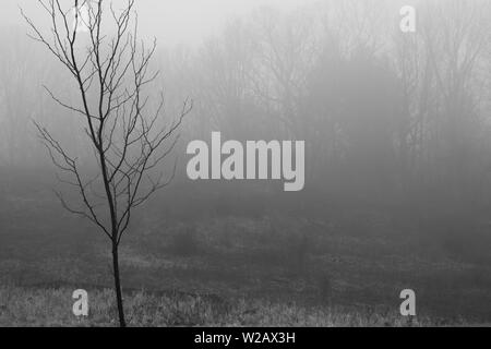 Dunkel, Neblig und nebligen Wald mit dunklen hohen Bäumen Stockfoto