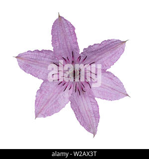 Blick von oben auf die einzige blühende Clematis Hagley Hybrid flowe. Auf weissem Hintergrund. Stockfoto