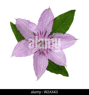 Blick von oben auf die einzige blühende Clematis Hagley Hybrid Blume mit Blätter. Auf weissem Hintergrund. Stockfoto