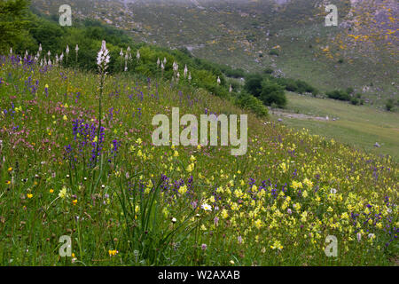 Reichlich Frühling Blumen auf eine Almwiese im Nationalpark Picos de Europa, Spanien Stockfoto