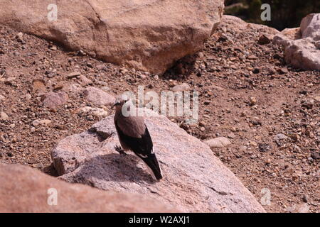 Ein Clark's Nussknacker (nucifraga Columbiana) im Rocky Mountain National Park, Colorado Stockfoto