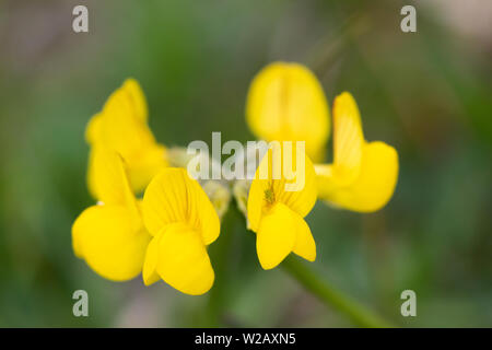 Bird's Foot Trefoil (Lotus corniculatus) Blumen Stockfoto