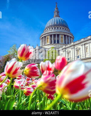 St. Paul's Cathedral in London, England, Großbritannien von Tulpen umgeben. Stockfoto