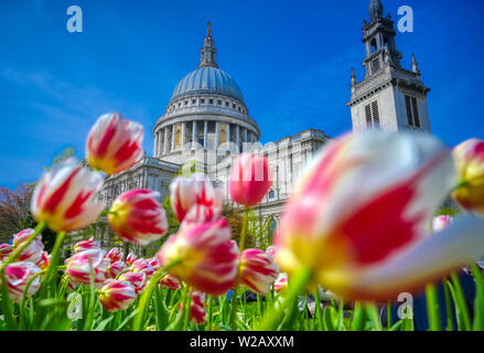 St. Paul's Cathedral in London, England, Großbritannien von Tulpen umgeben. Stockfoto