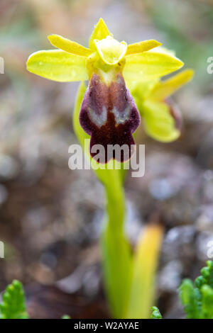 Schmuddelig Bienen-ragwurz (Ophrys fusca) Blüte Stockfoto